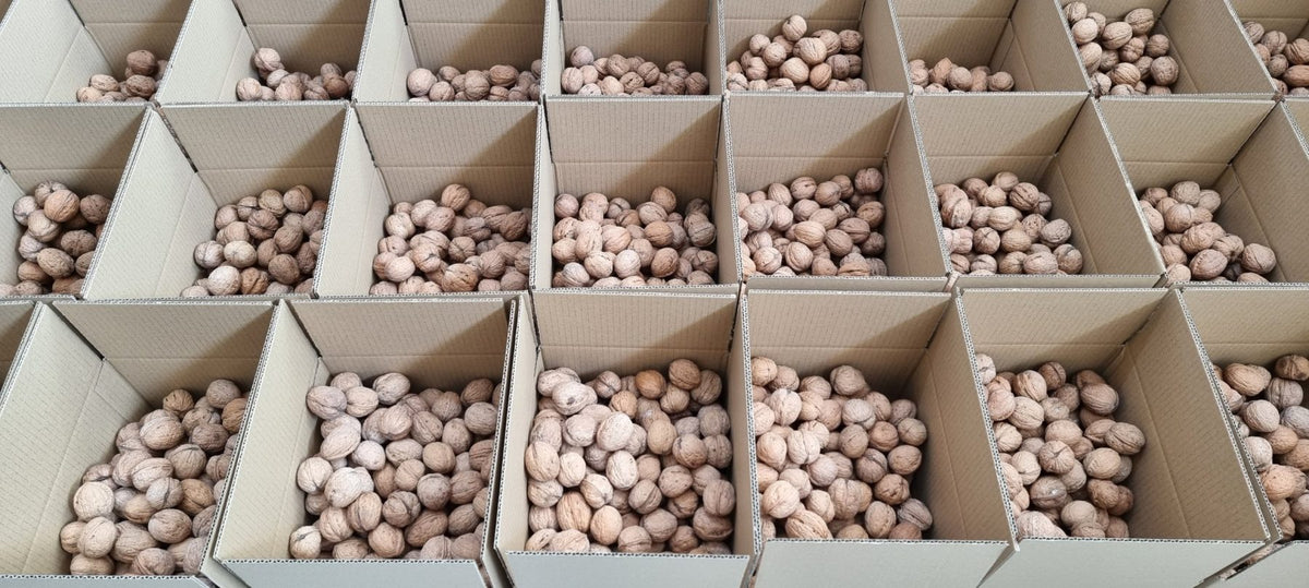 Walnoten in de dop in kartonnen dozen